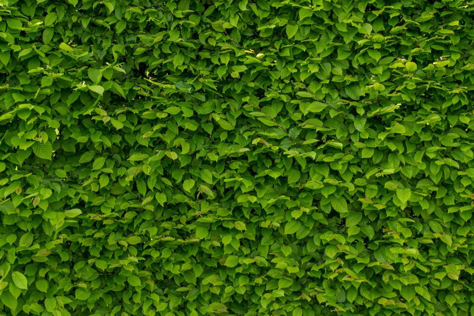 crea un muro verde